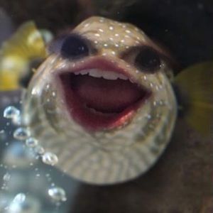 Meet your Posher, Haley